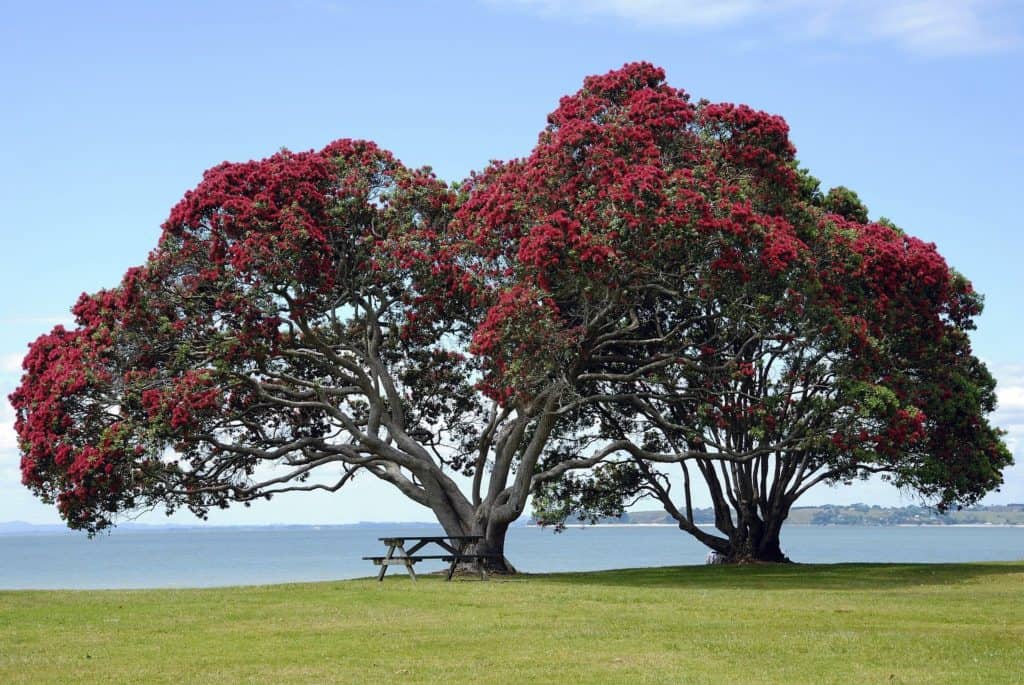 Pohutukawa-trees