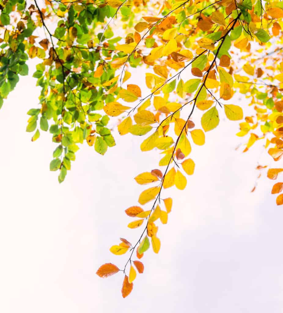 Autumn equinox